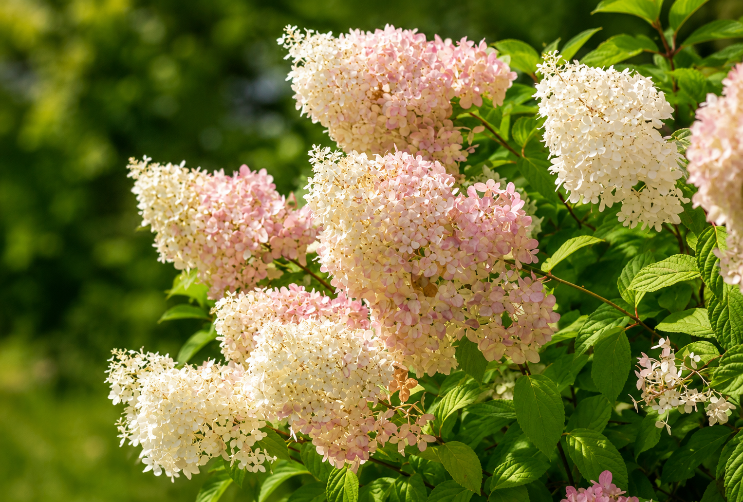 Hydrangea Paniculata 'Diamantino' in giardino