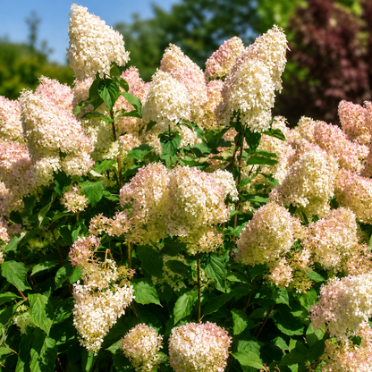 Hydrangea Paniculata 'Phantom' in giardino