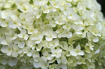 Hydrangea arborescens Annabelle con enormi infiorescenze bianche sferiche 