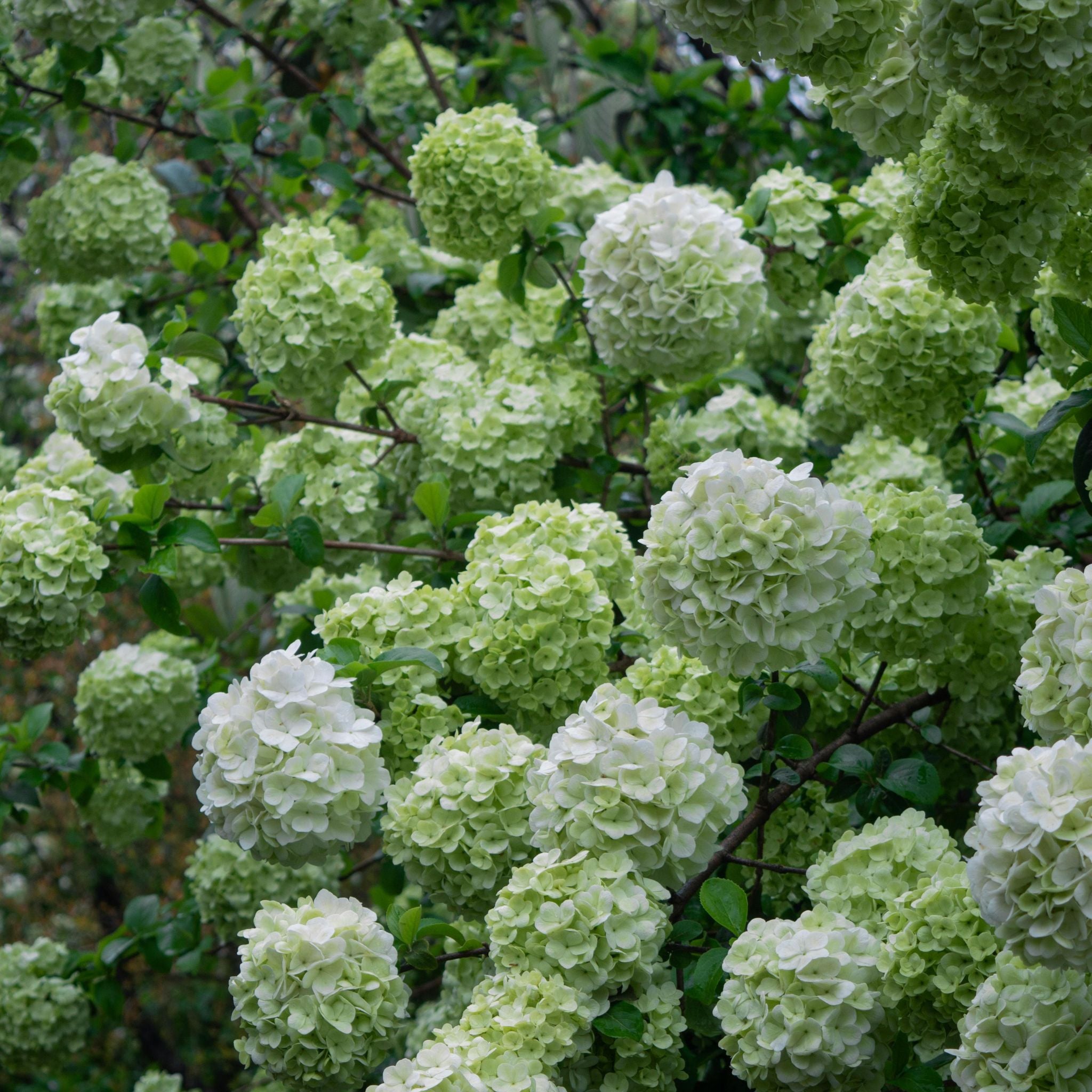 Ortensia - Hydrangea arborescens 'Lime Rickey' in fiore