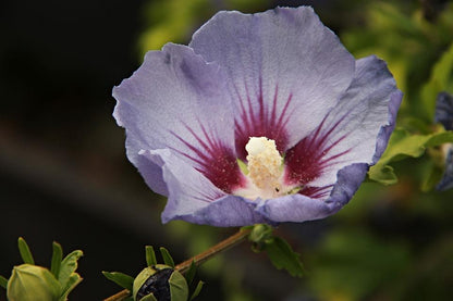 Fiore lilla di Hibiscus Marine