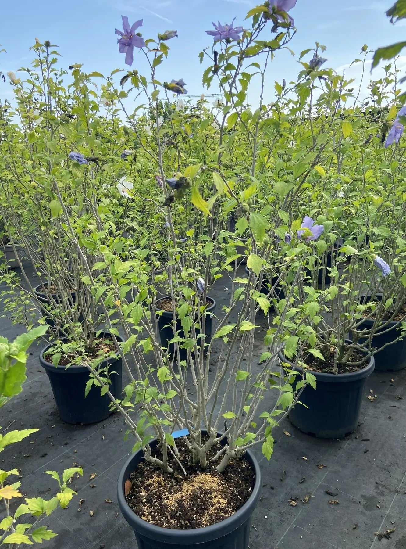 Pianta di Hibiscus syriacus Marine in vaso