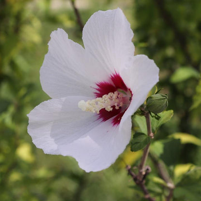 Fiore bianco di Hibiscus Red Heart