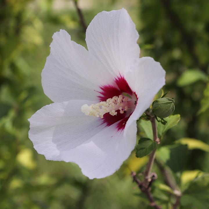 Fiore bianco di Hibiscus Red Heart