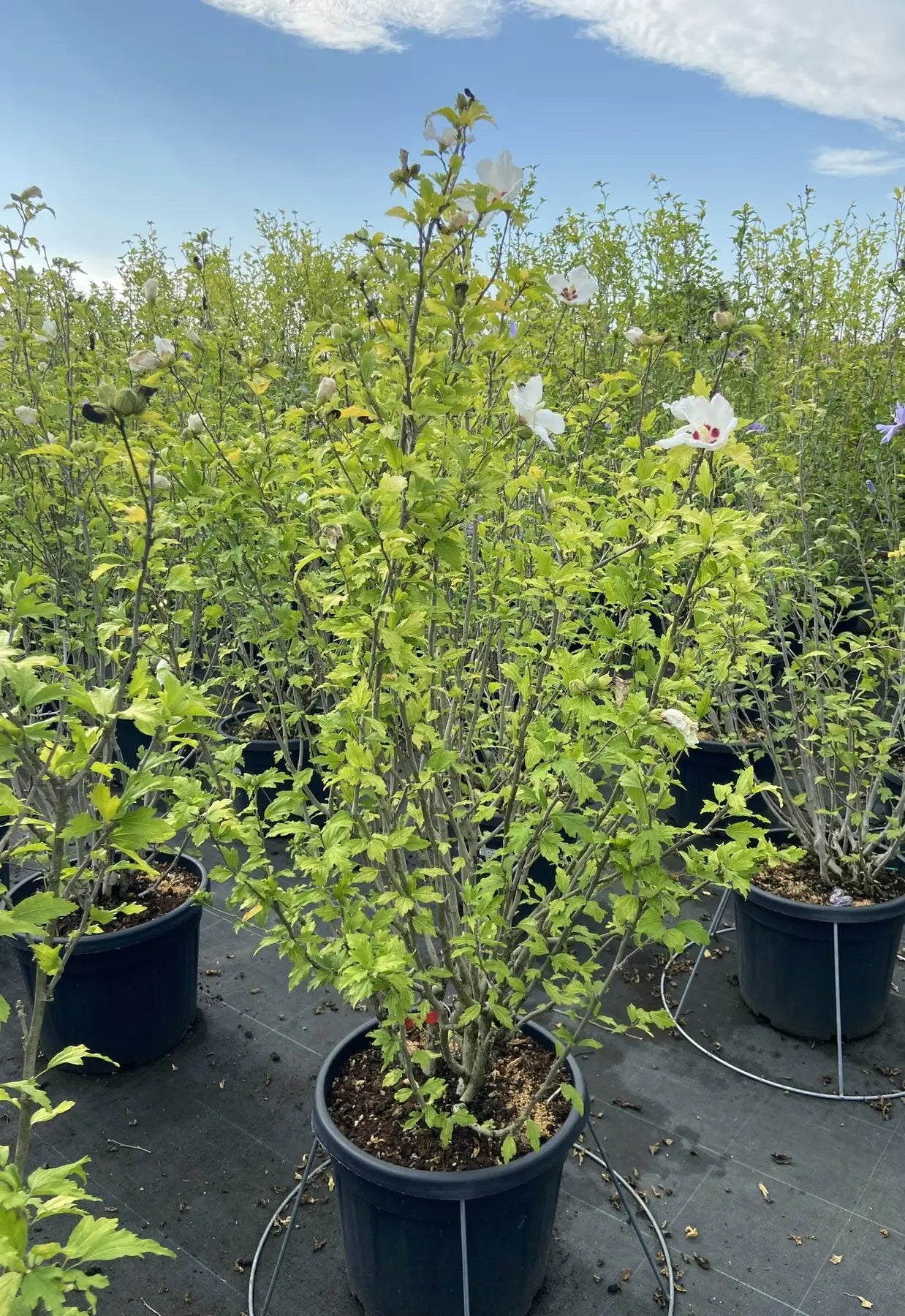 Pianta di Hibiscus syriacus Red Heart
