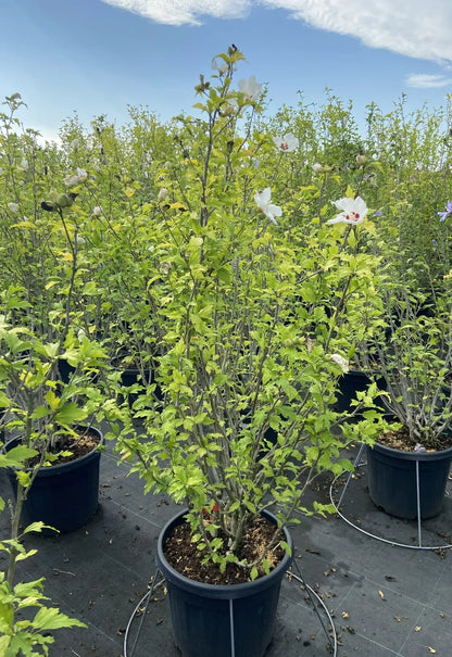 Pianta di Hibiscus syriacus Red Heart