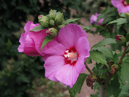 Fiore rosa di Hibiscus Woodbridge