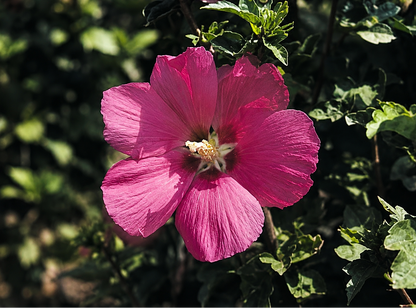 Fiore di Hibiscus syriacus Woodbridge in primo piano