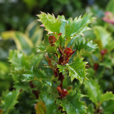 Ilex Little Rascal dettaglio