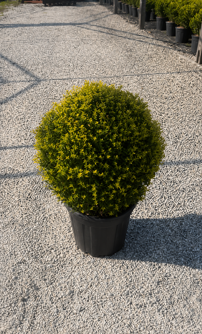 Ilex crenata 'Kinme' potato accuratamente a forma di sfera