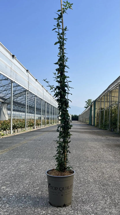 Jasminum nudiflorum in vivaio