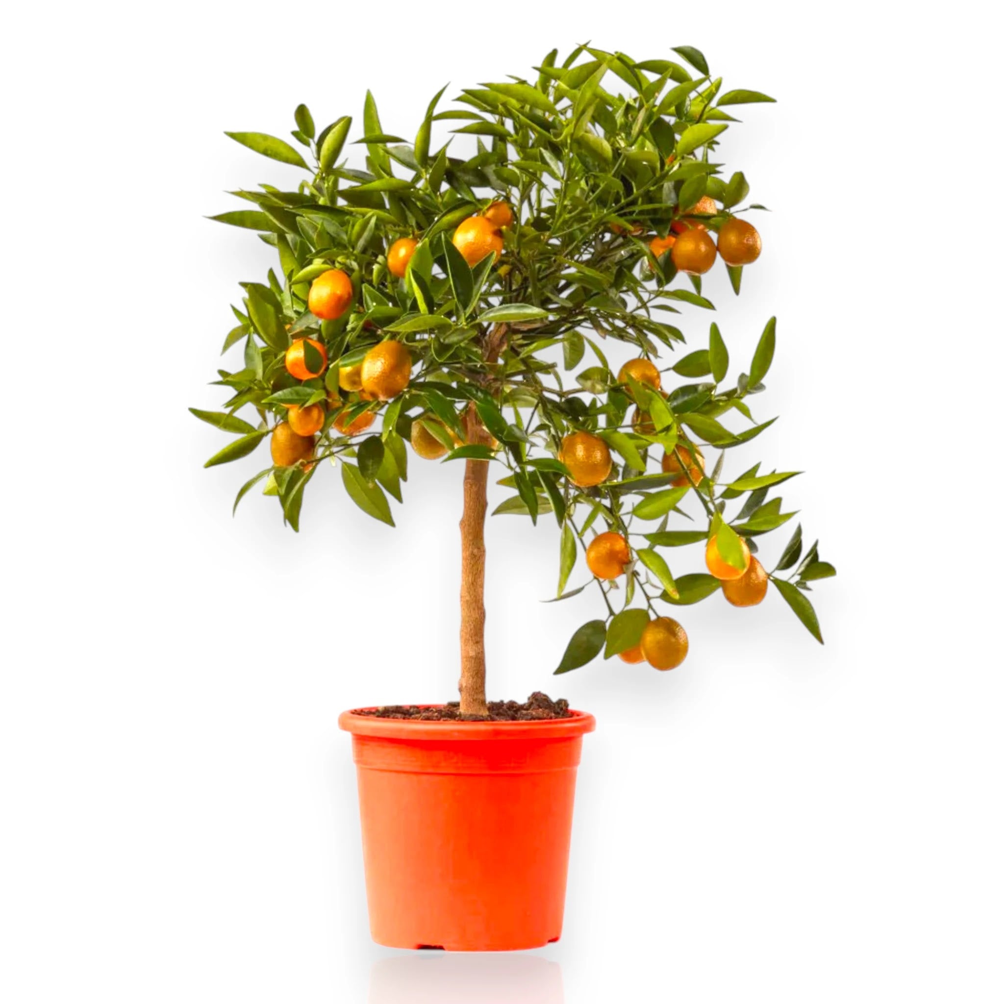 Kucle con piccoli agrumi arancioni e fogliame verde lucido
