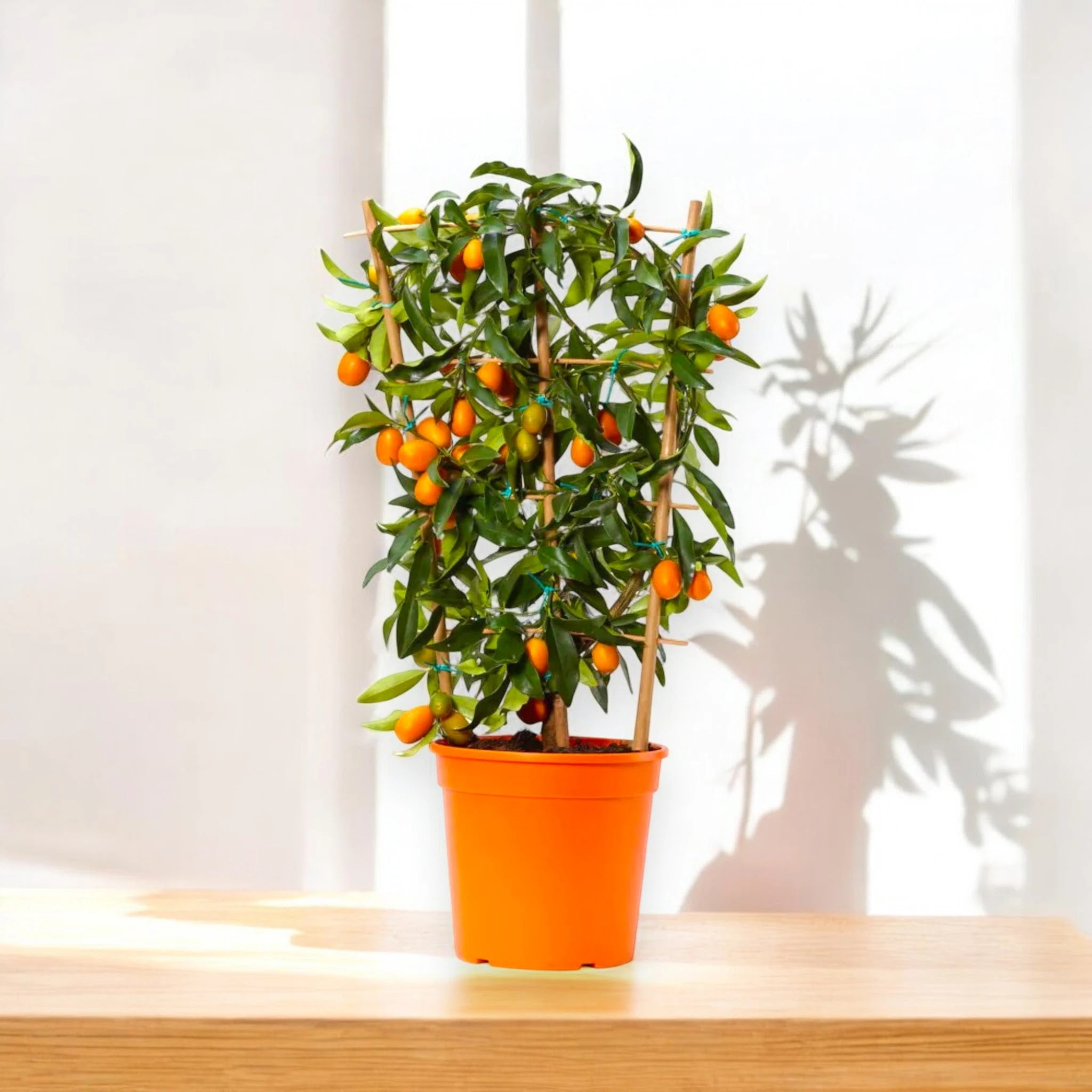 Pianta di kumquat in vaso con piccoli frutti arancioni maturi e foglie verdi lucide