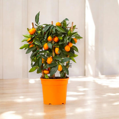 Kumquat Fortunella margarita in vaso con frutti ovali arancioni