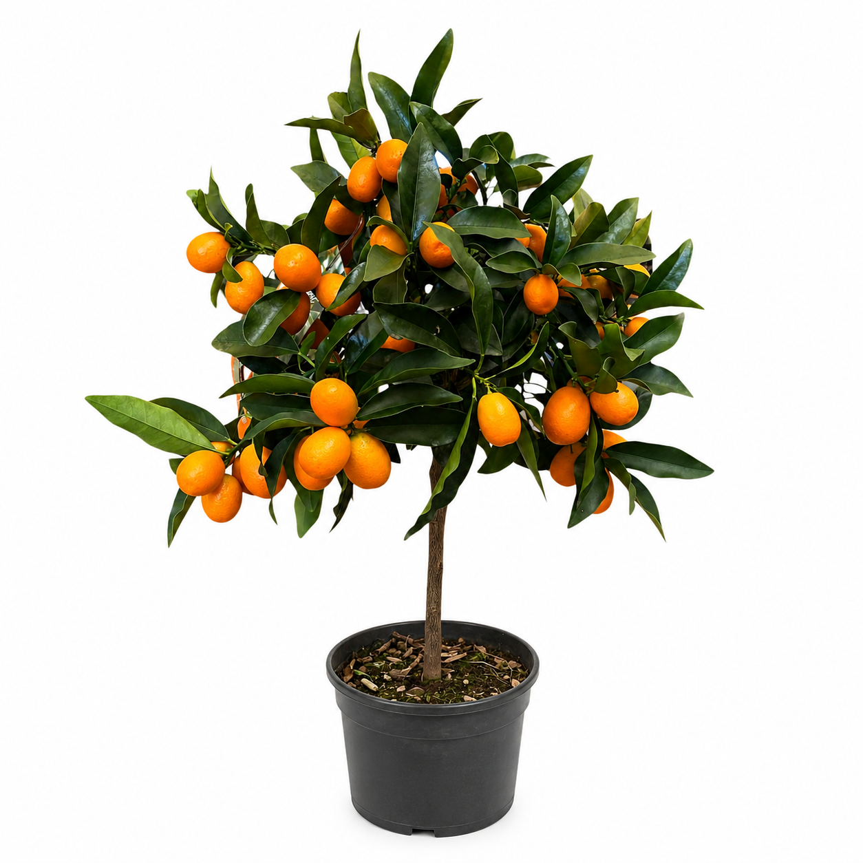 Kumquat (Fortunella margarita) con numerosi frutti arancioni in vaso nero isolato su sfondo bianco.