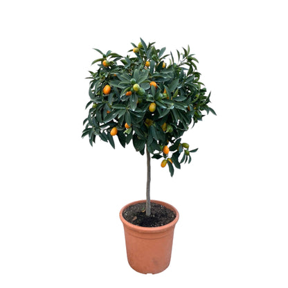 Pianta di kumquat in vaso con numerosi frutti