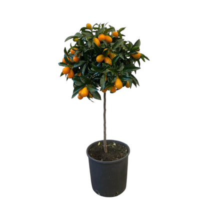 Pianta di kumquat in vaso