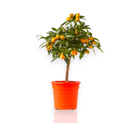 Piccoli agrumi kumquat ovali con scorza arancione brillante su pianta ornamentale