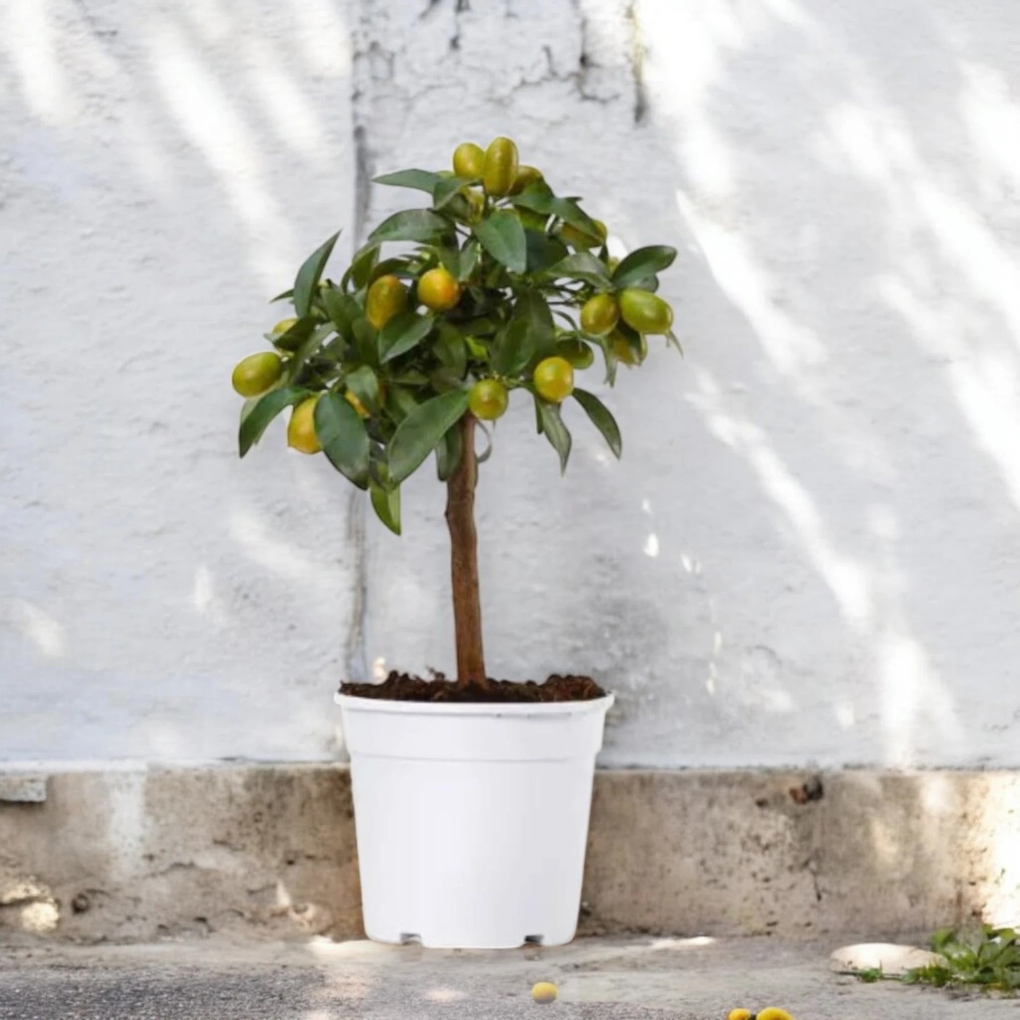 Kumquat con frutti maturi coltivato in un vaso bianco essenziale