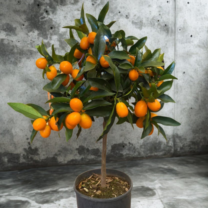 Kumquat in vaso da terrazzo carico di frutti ovali decorativi