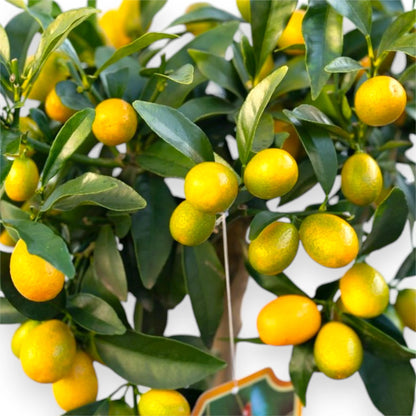Albero di Fortunella margarita con frutti maturi 