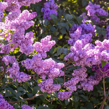 Arbusto di Lillà con fiori 