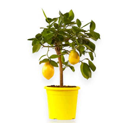Pianta di limone 4 Stagioni in vaso con frutti maturi vicino