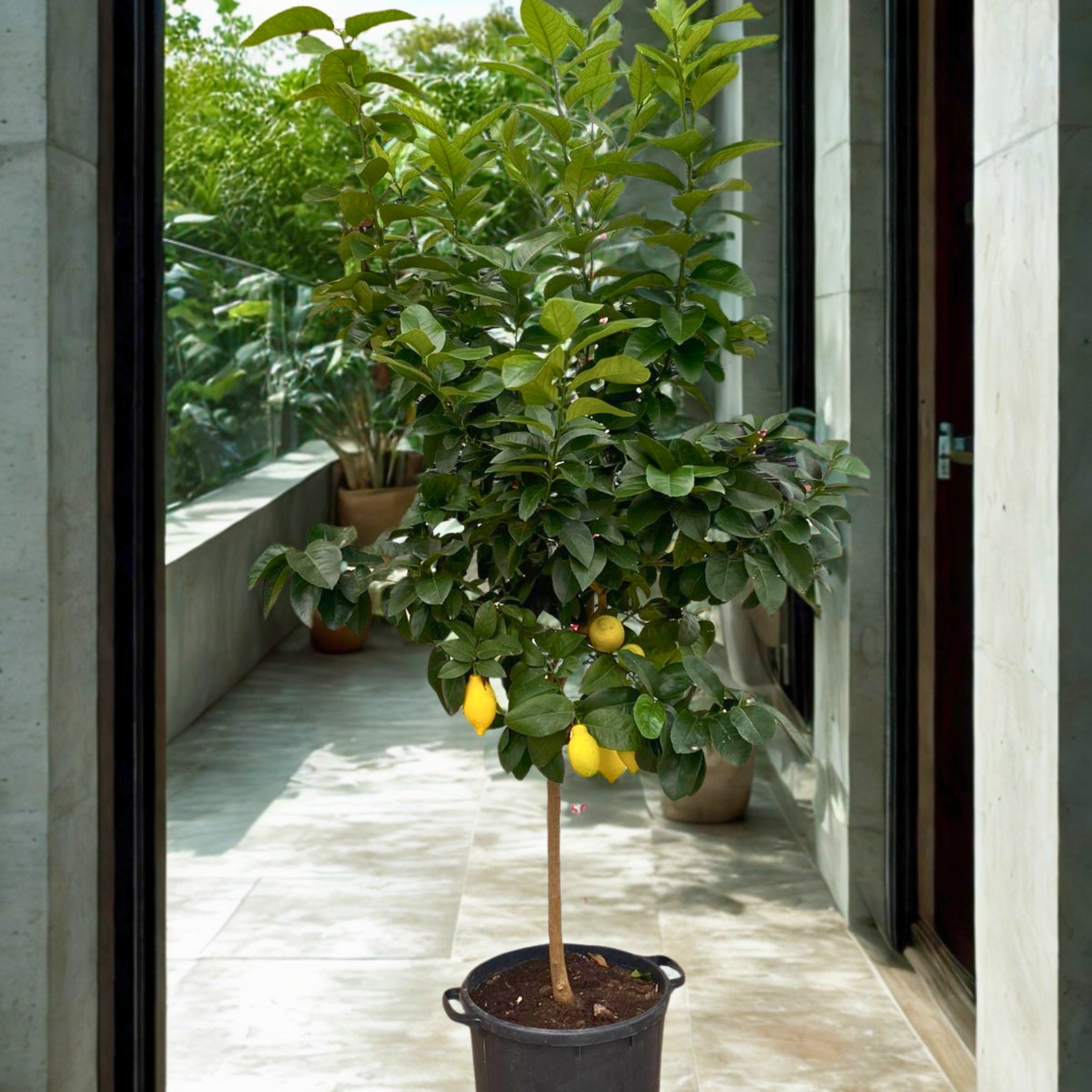 Limone 4 Stagioni in vaso ornamentale da terrazzo con limoni gialli maturi