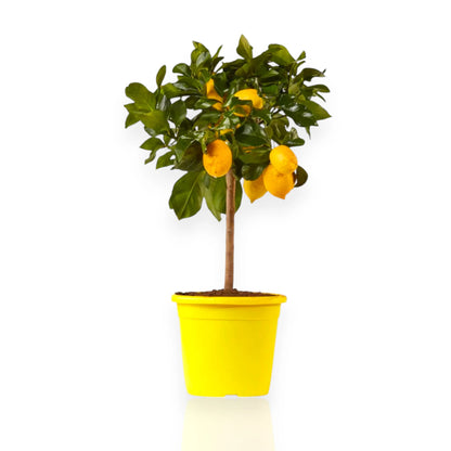 Pianta di limone Sfusato Amalfitano coltivata in vaso con grandi frutti gialli maturi