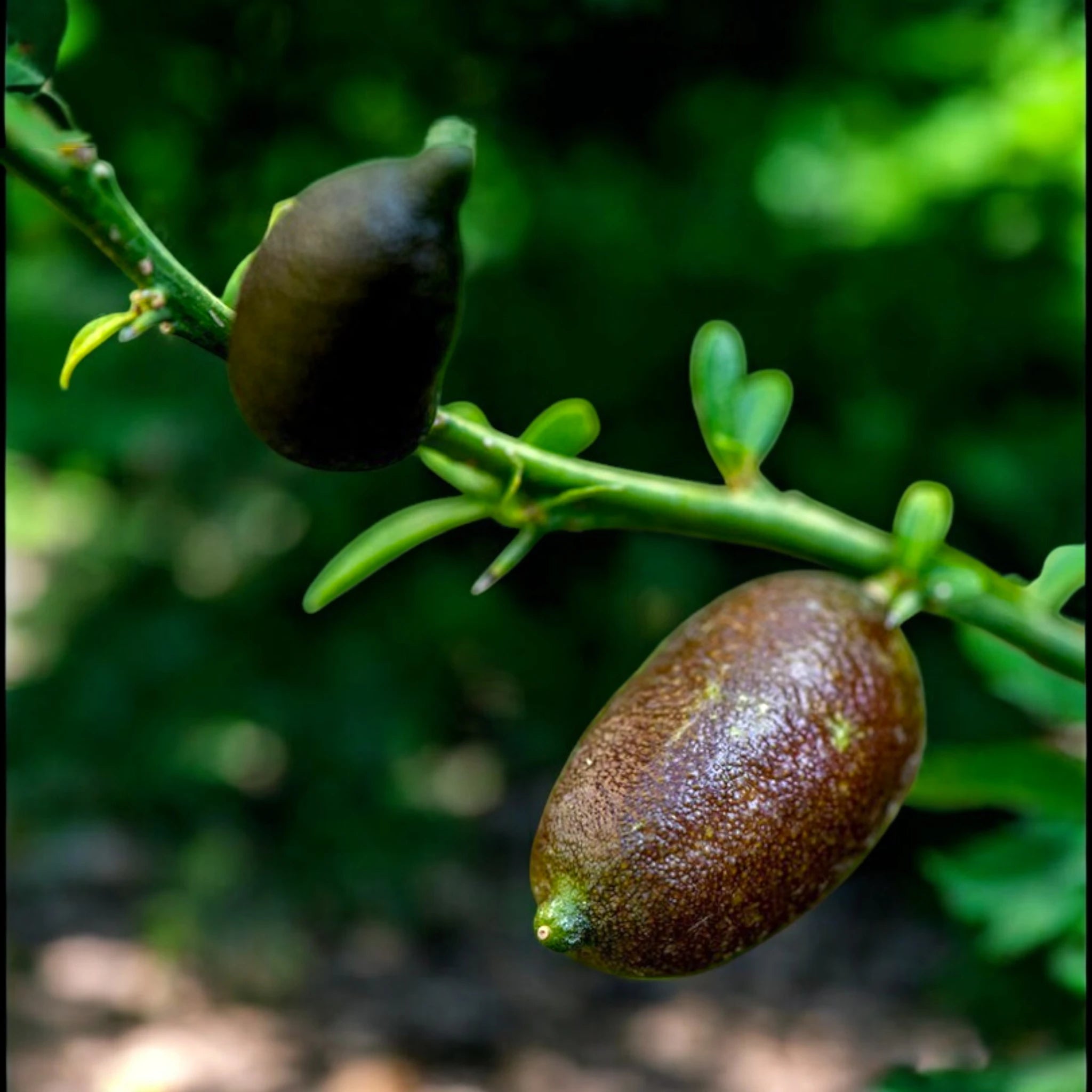 Frutti di finger lime rosa appesi ai rami
