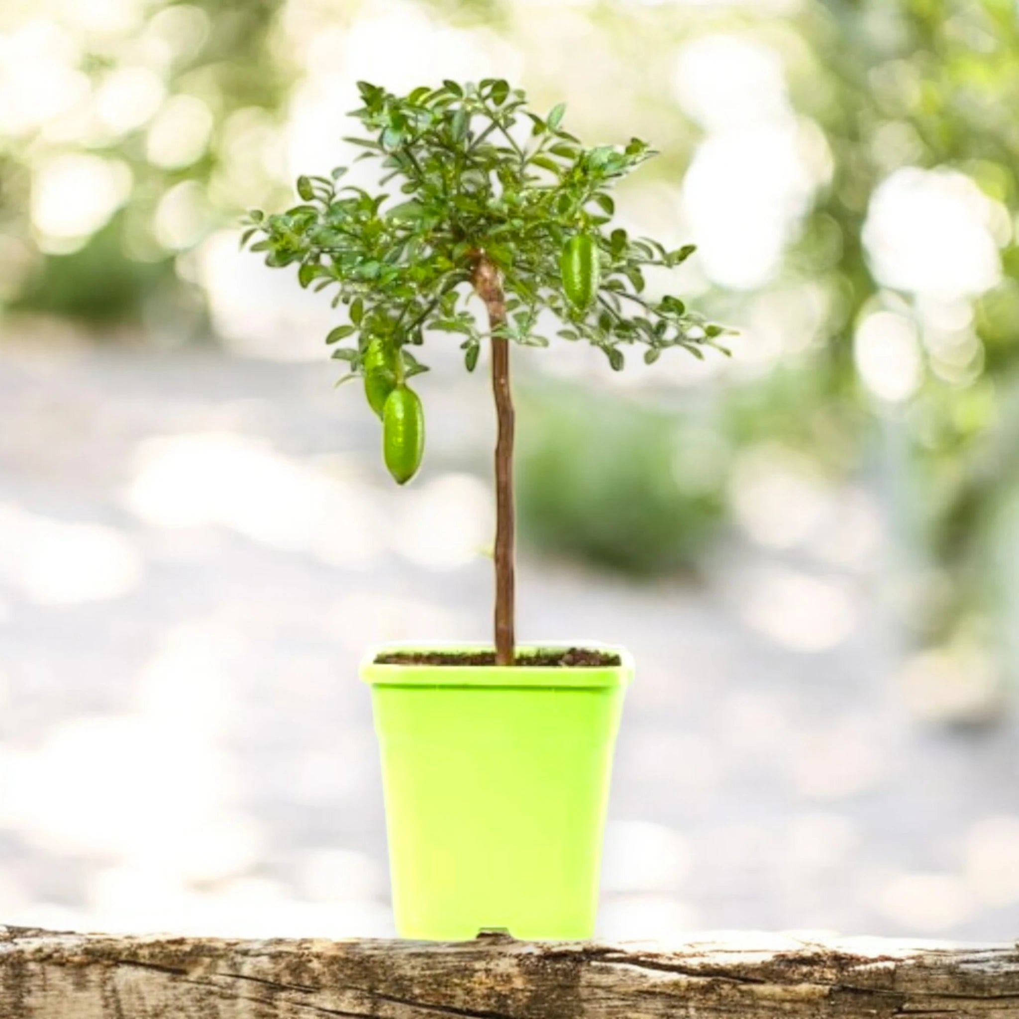 Pianta di finger lime verde coltivata in vaso