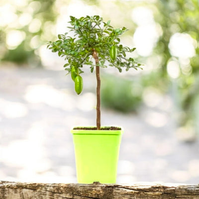 Pianta di finger lime verde coltivata in vaso