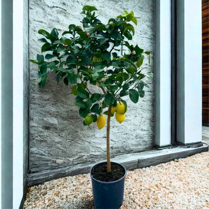 Limone 4 Stagioni in grande vaso con agrumi gialli coltivato in ambiente domestico elegante