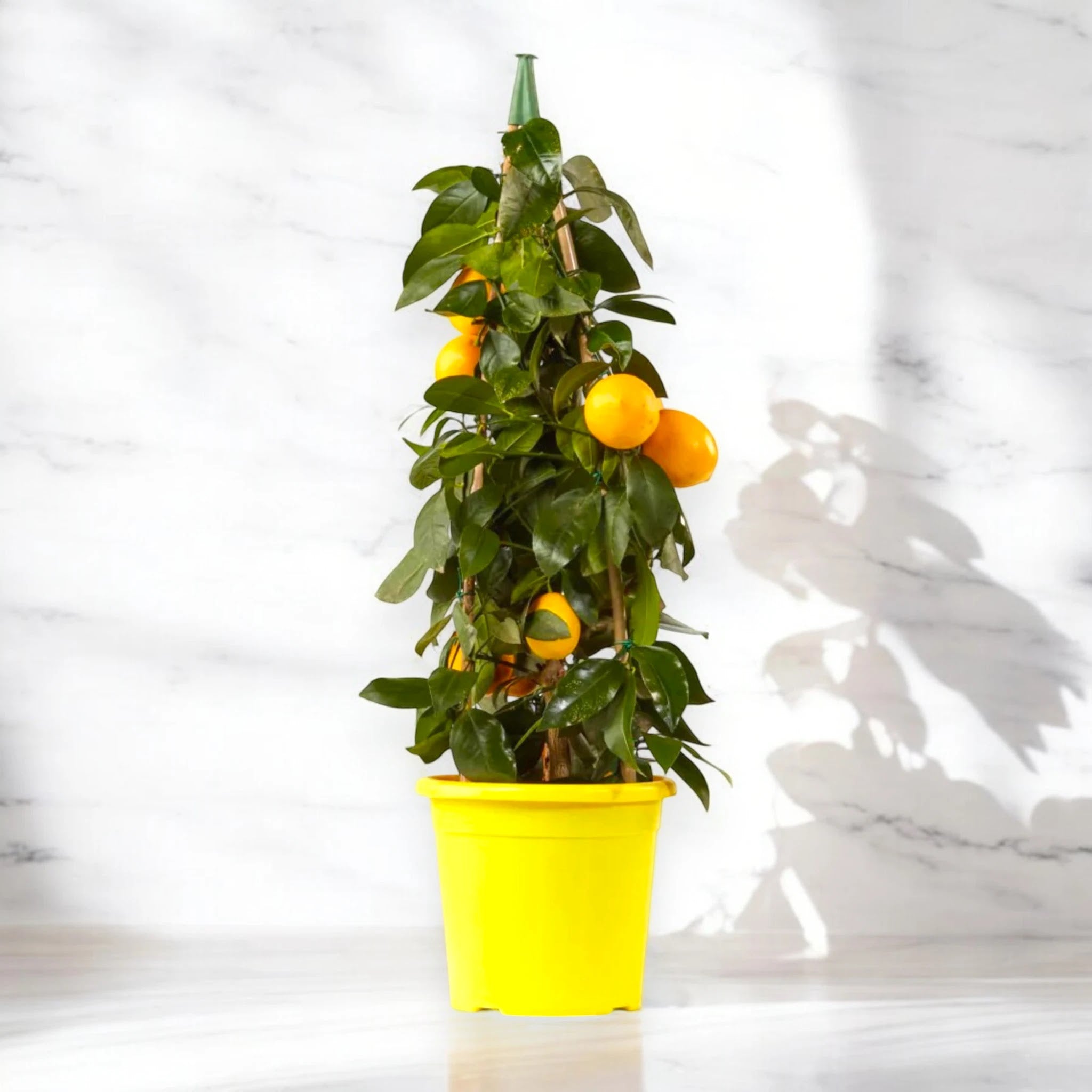 Limone Meyer in vaso