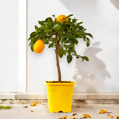 Limoni Meyer maturi sull’albero con foglie verdi illuminati dalla luce naturale