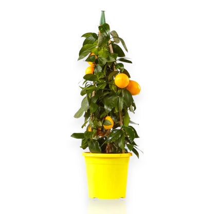 Limone Meyer in vaso con frutti dorati maturi 