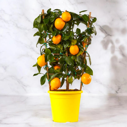 Albero di Citrus × meyeri ricco di limoni maturi