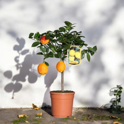 Frutti di limone rosso maturi sull’albero in vaso