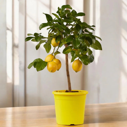 Limoni Siracusano maturi sull’albero