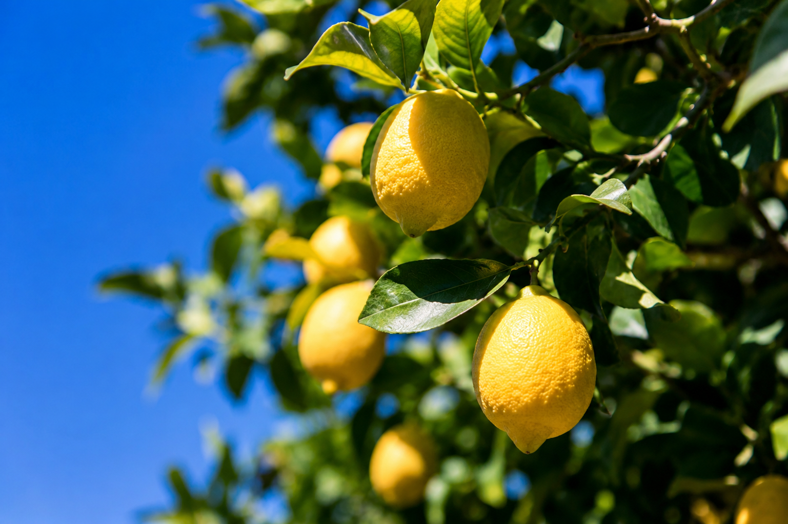 Limoni Siracusano maturi sull’albero tra foglie verdi lucide illuminate dal sole