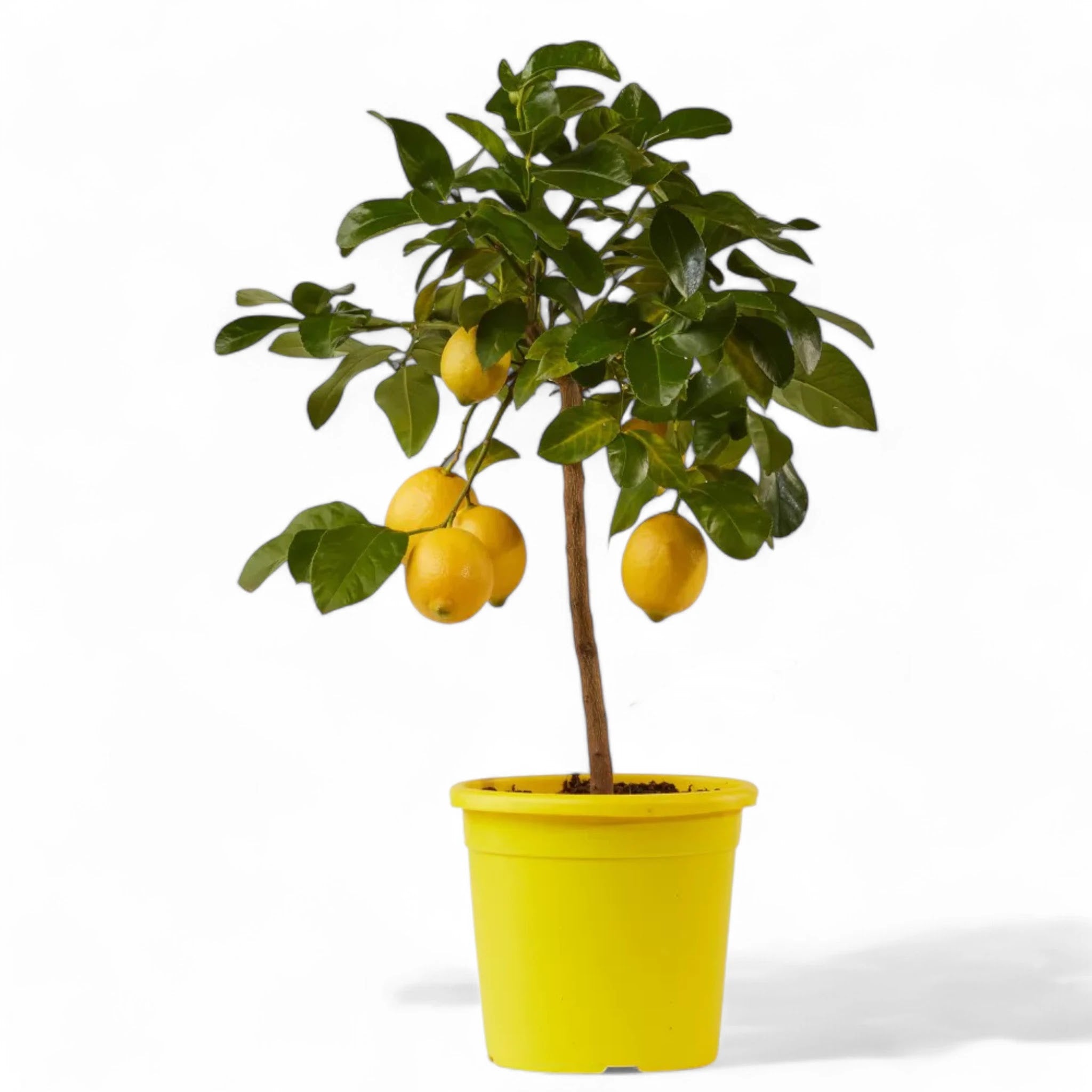 Pianta di limone Siracusano coltivata in vaso
