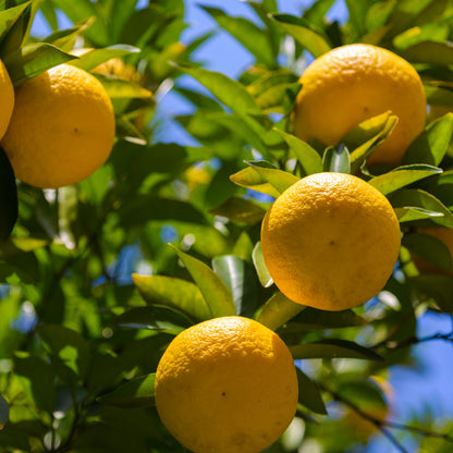 Frutti di yuzu maturi sull’albero 