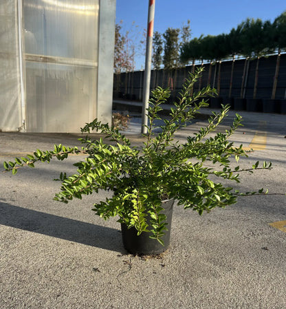 Pianta di Lonicera nitida Maigrun