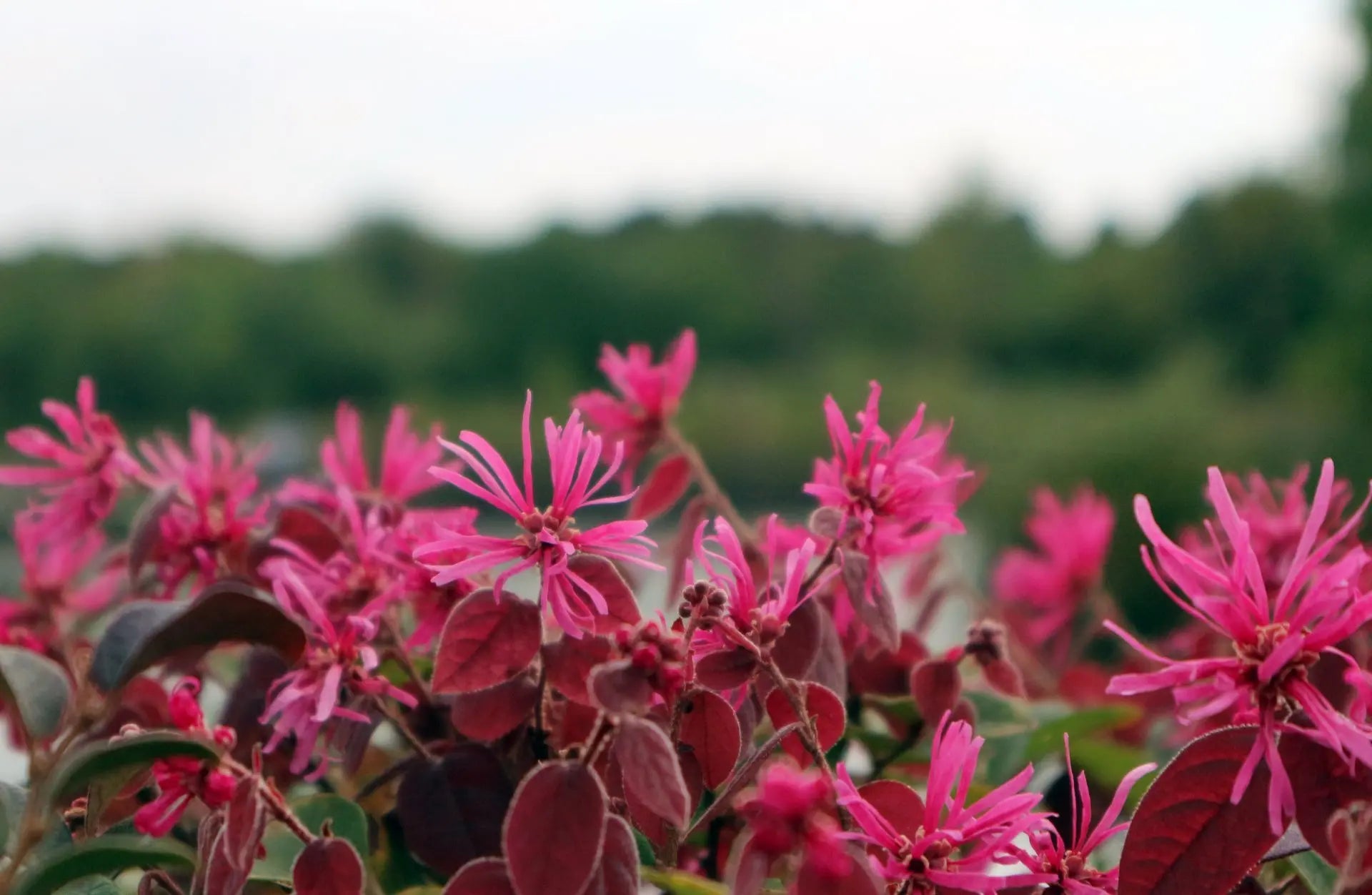 Fiori rosa di Loropetalum chinense Fede