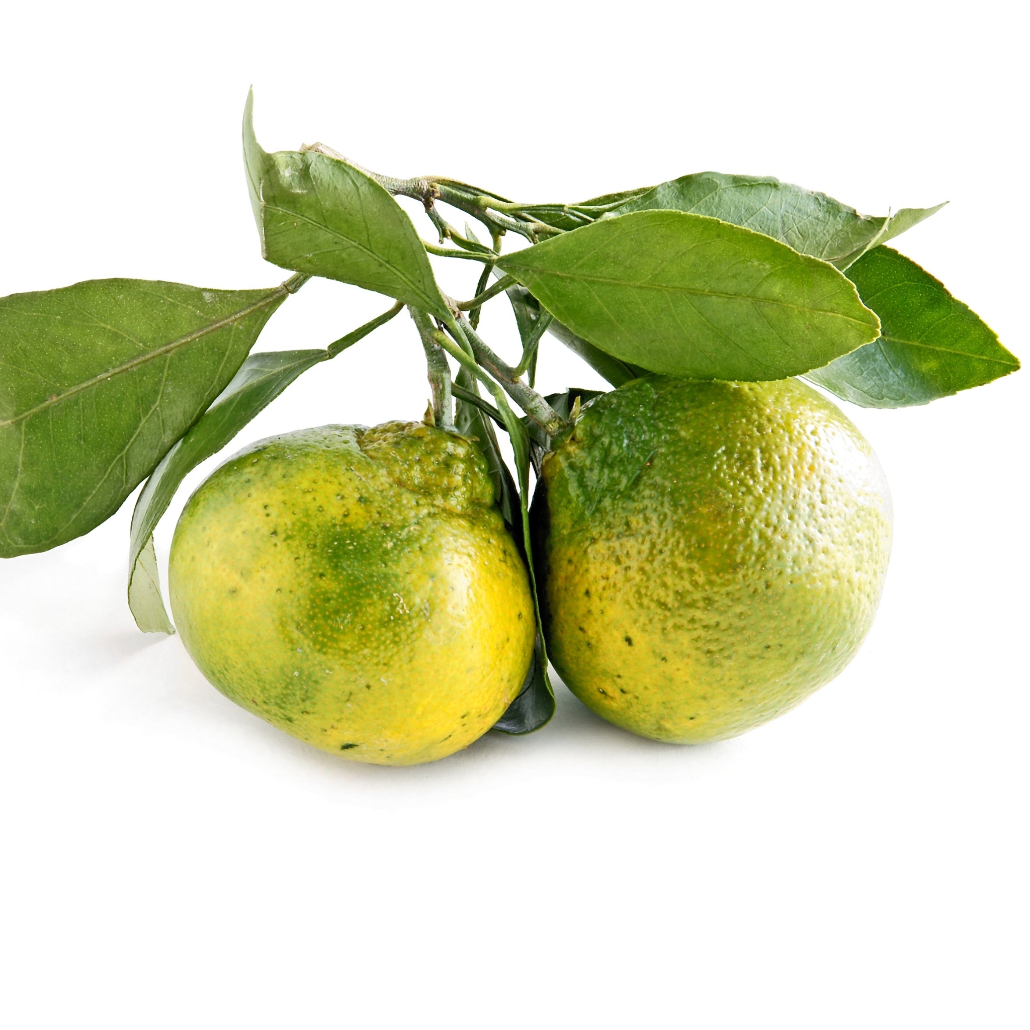 Mandarini Satsuma Miyagawa maturi