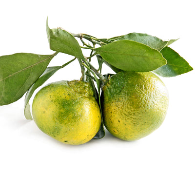 Mandarini Satsuma Miyagawa maturi