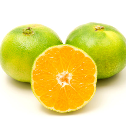 Mandarino Miyagawa con frutti arancioni dolci tra il fogliame sempreverde