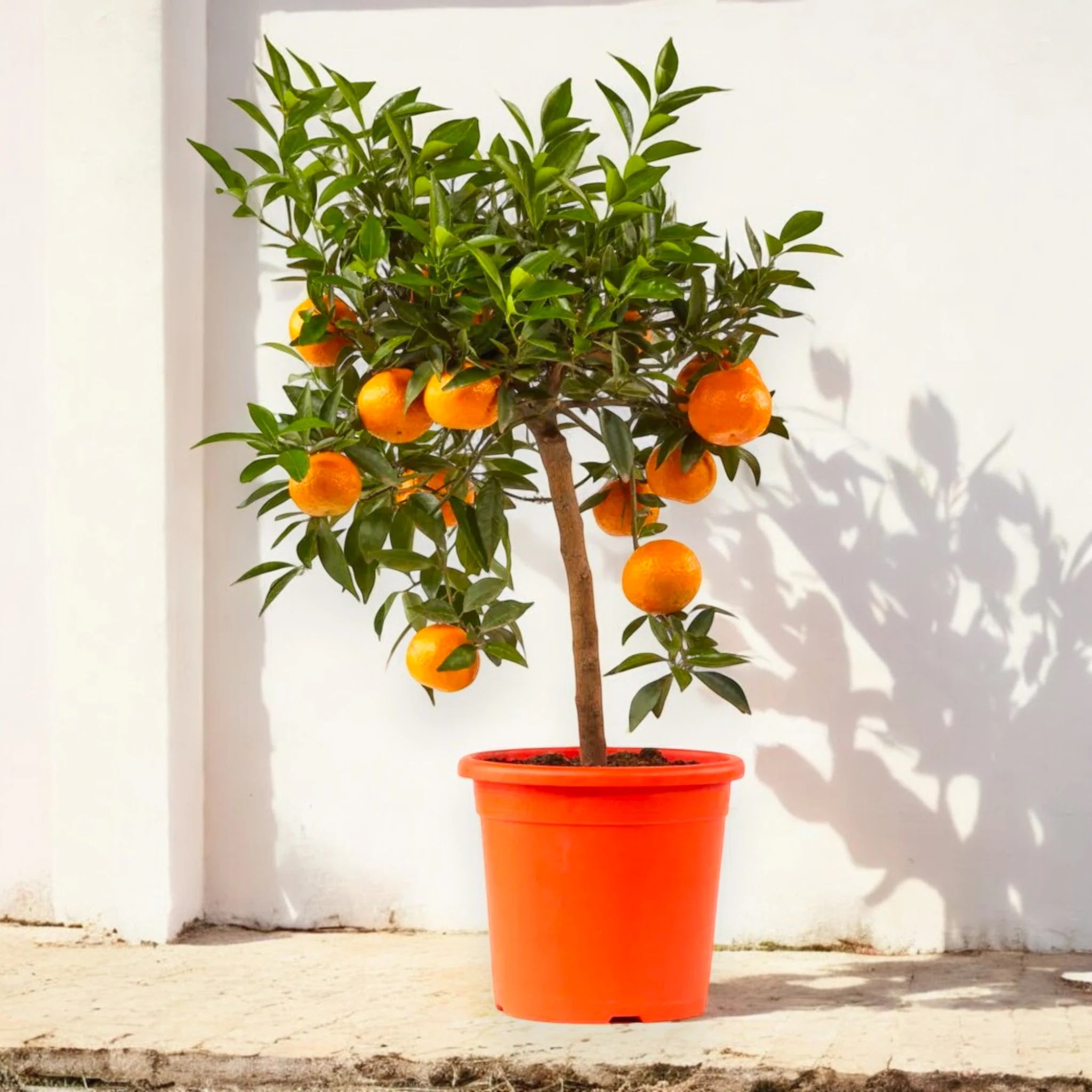 Pianta di mandarino coltivata in vaso con frutti