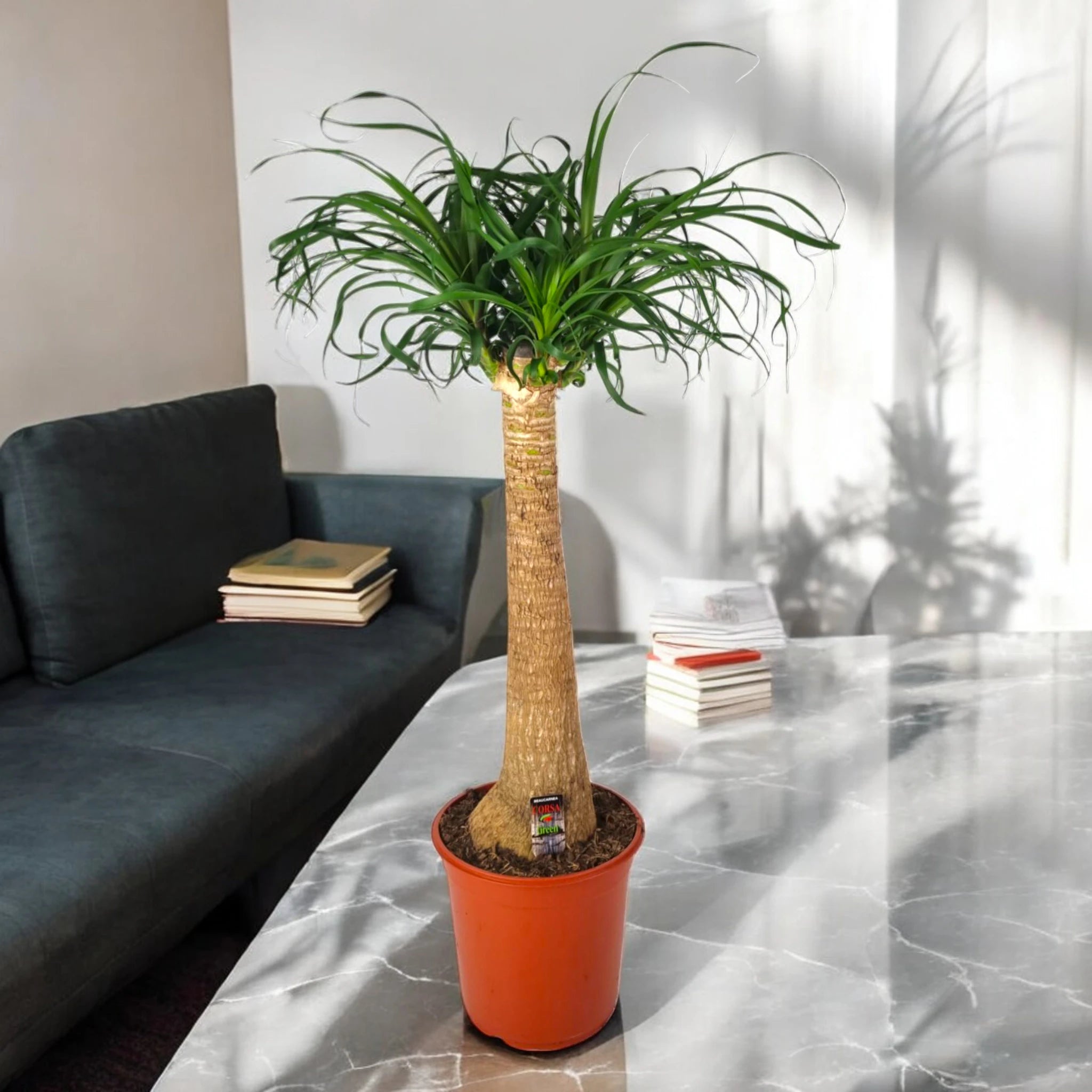 Beaucarnea recurvata da interno