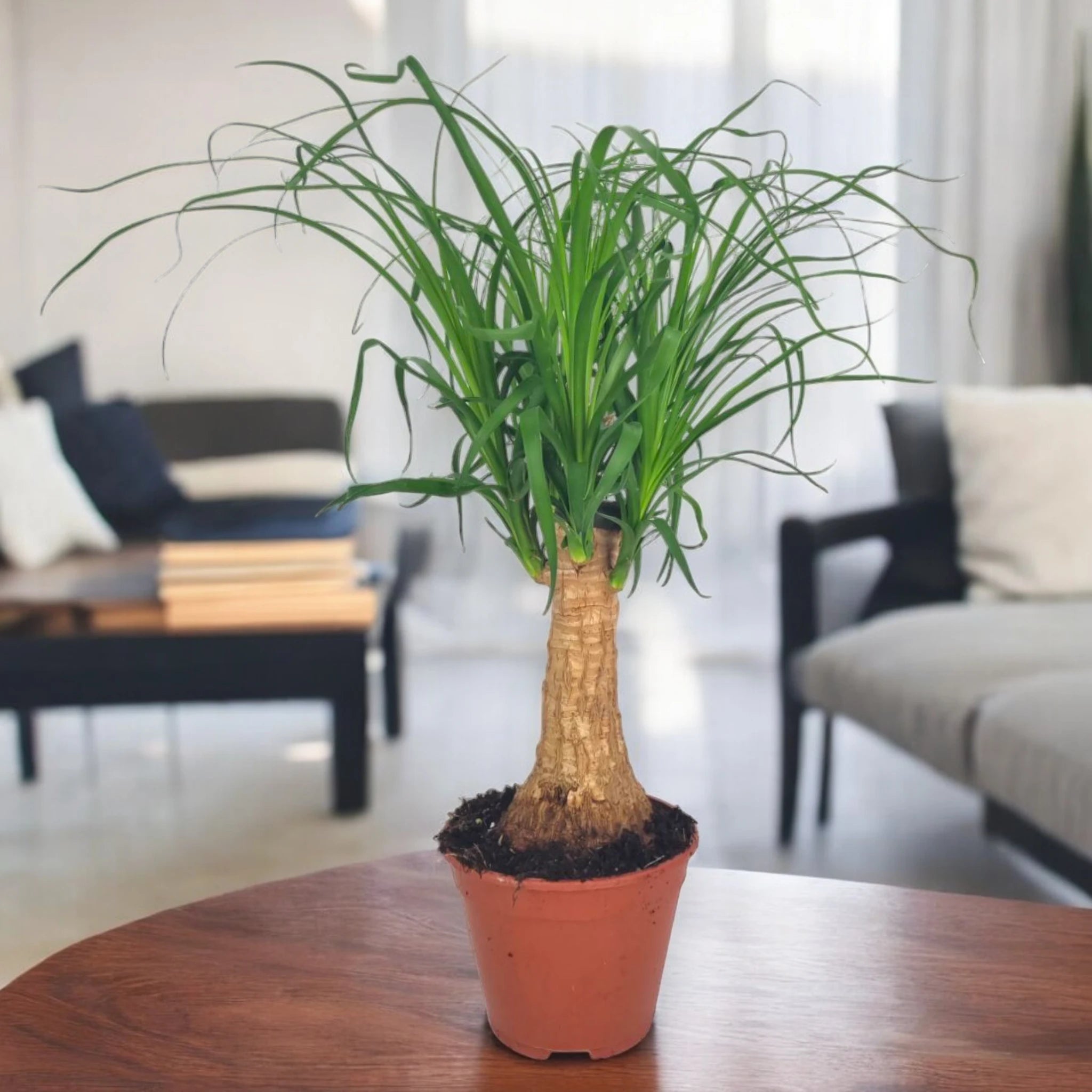 Beaucarnea recurvata decorativa